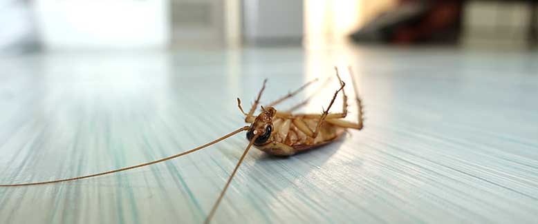 Cockroach