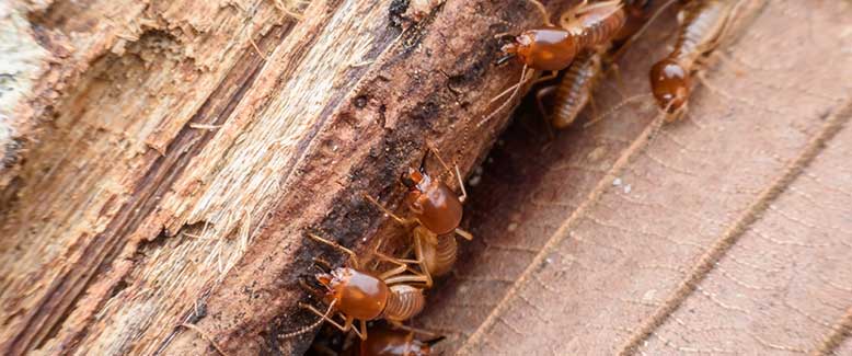 termites