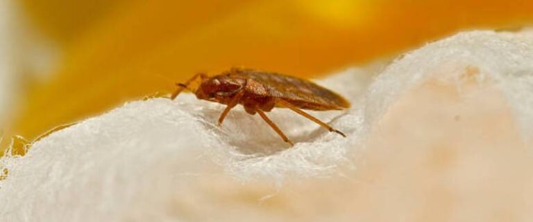 Bed Bug Removal In Nyc Bedbug Treatment Nyc 9131